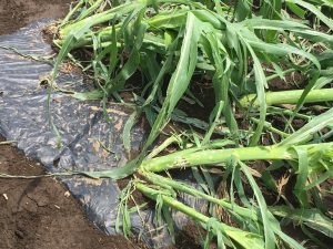 トウモロコシは全滅、ビニールハウスは穴だらけー6月2日の降雹による県北部の農業被害