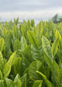 物価高騰に応じて、補助単価も改定をー狭山茶農家と懇談
